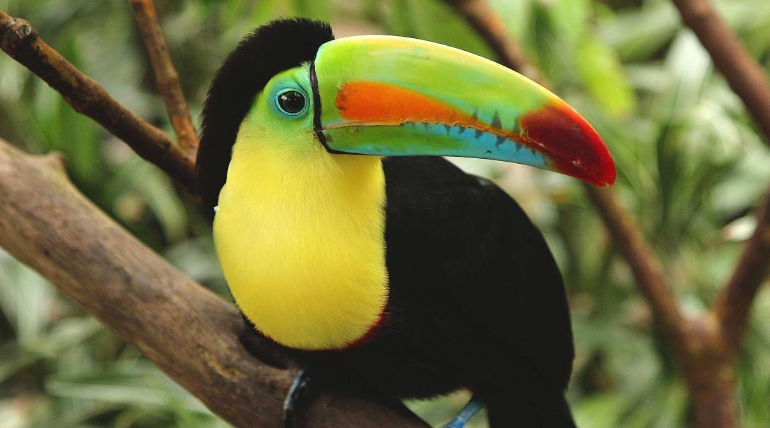 Spot wilde dieren in Costa Rica, één van de meest populaire reisbestemmingen voor 2020. Een toucan vogel in de prachtige wouden van Costa Rica.